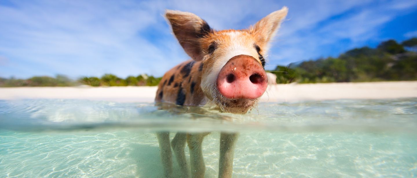 Estravel kelionių agentūra