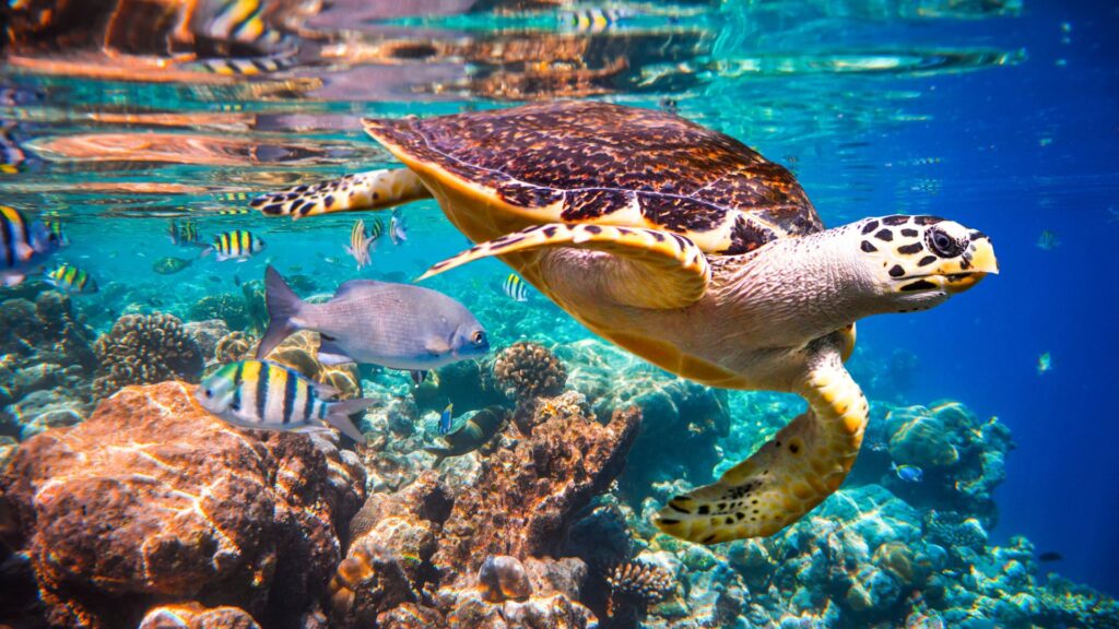 Prabangus poilsis Maldyvuose