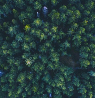 35 tūkstančiai medžių Estijos miškams
