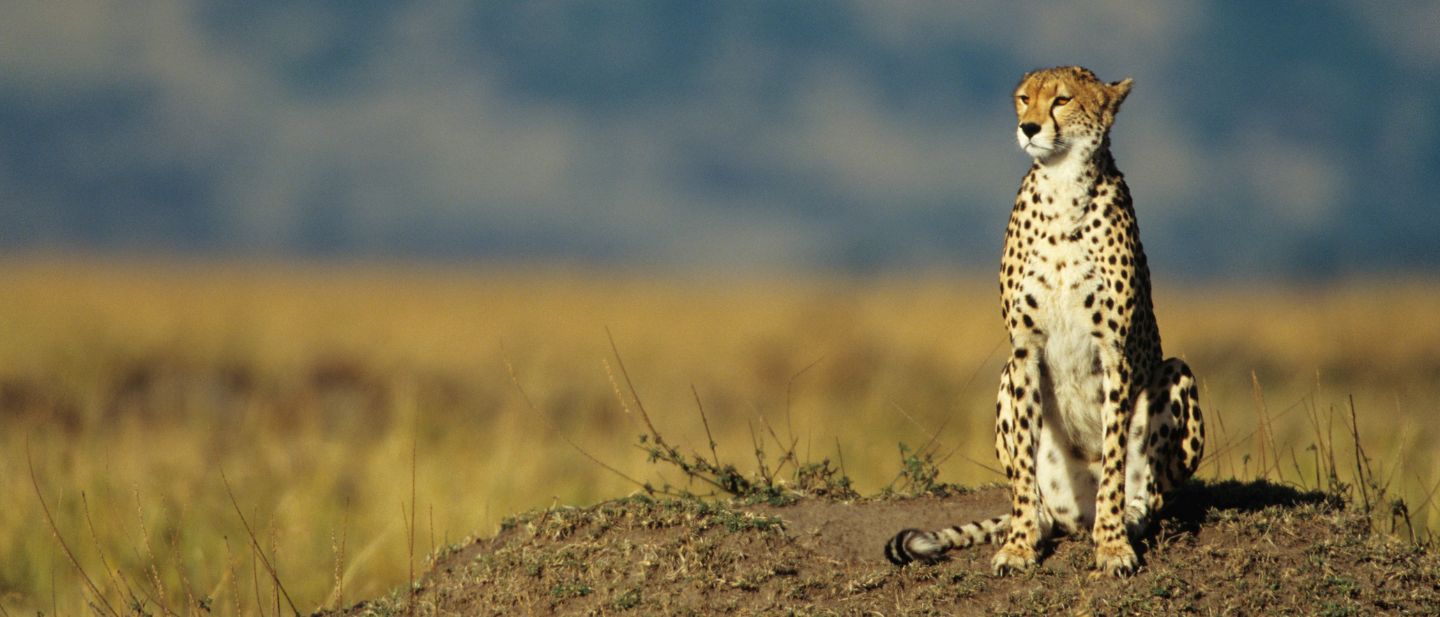 Estravel kelionių agentūra