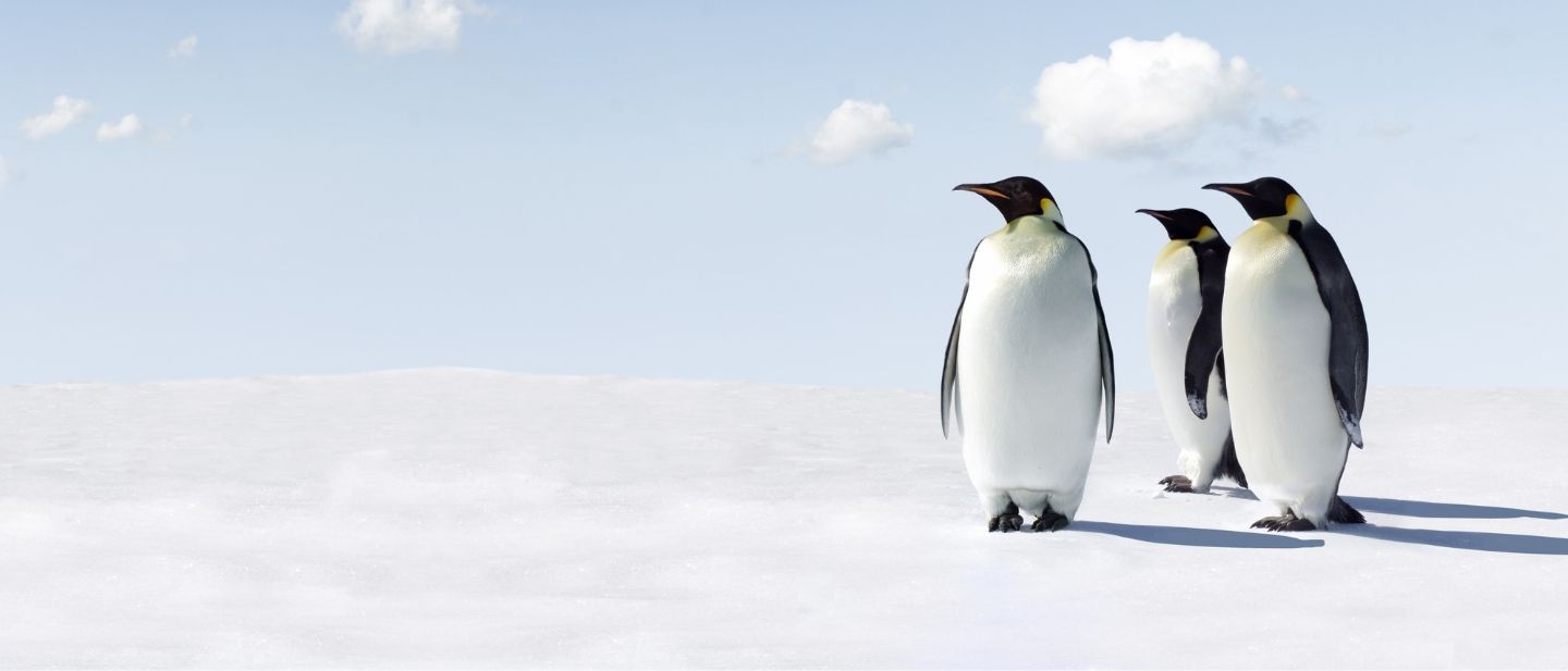 Kruizai po Antarktidą