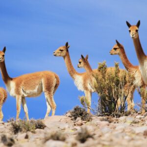 Pažintinė kelionė į Ekvadorą su „National Geographic“