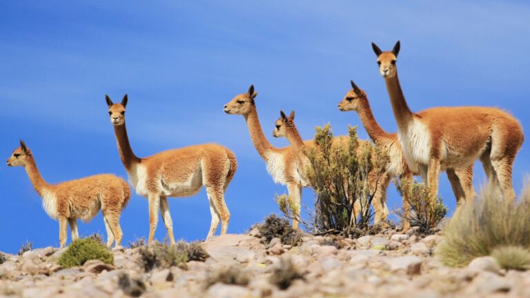 Pažintinė kelionė į Ekvadorą su „National Geographic“