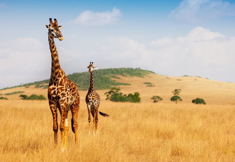 Estravel kelionių agentūra