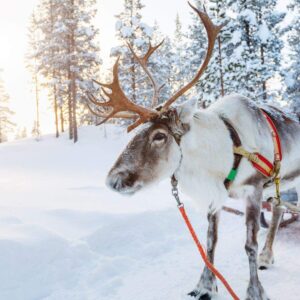 Slidinėjimo kelionė į Laplandiją