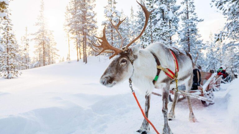 Slidinėjimo kelionė į Laplandiją