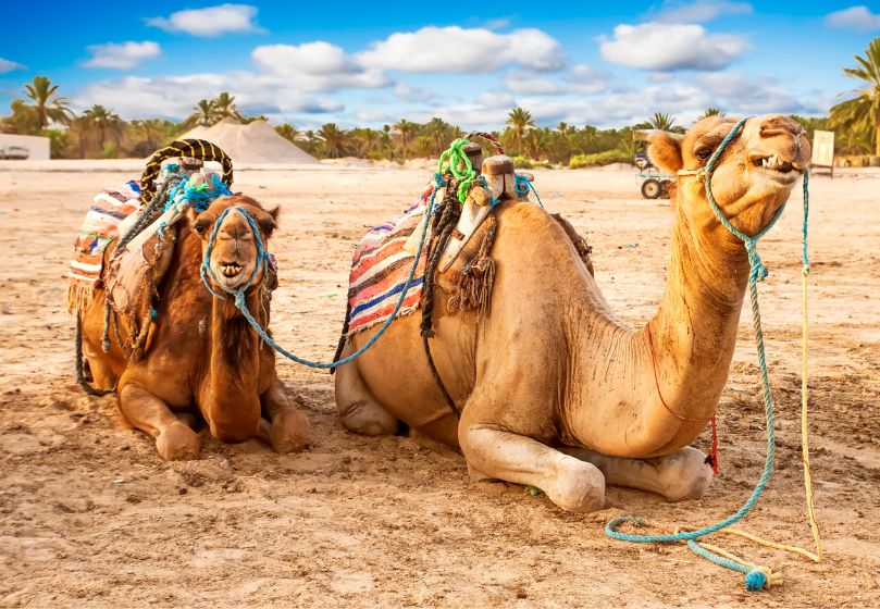 Estravel kelionių agentūra