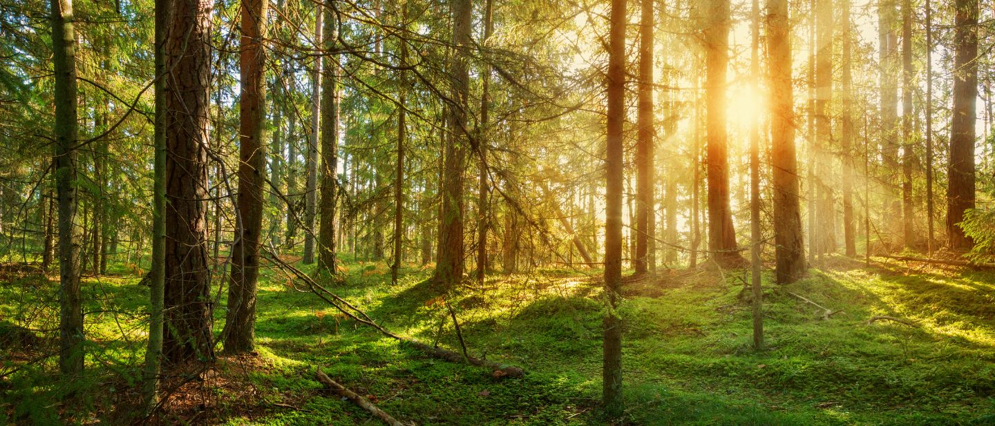 Estravel kelionių agentūra