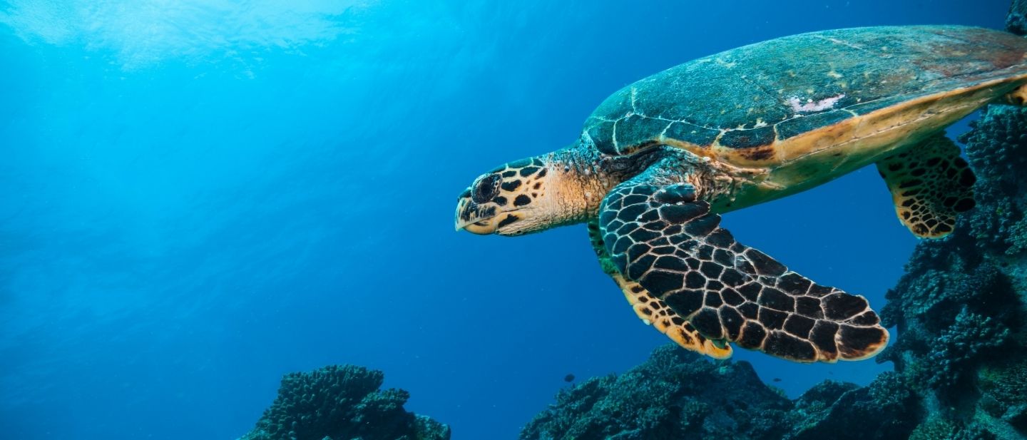 Estravel kelionių agentūra