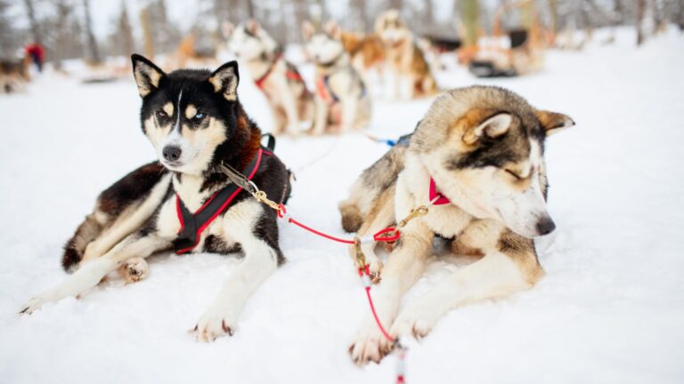 Kelionė į Laplandiją automobiliu