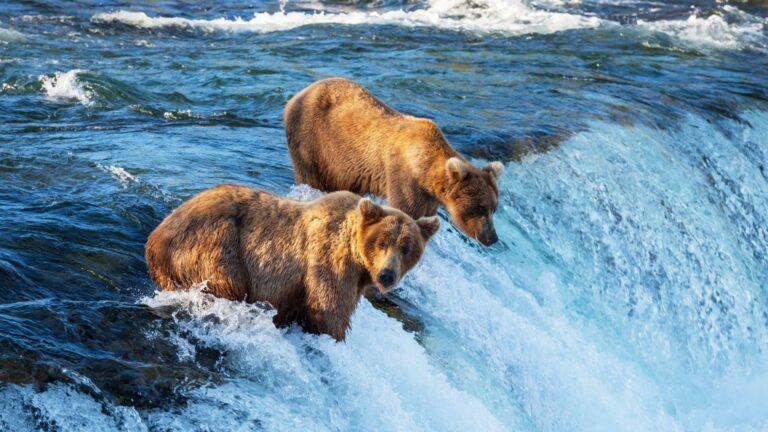 Kelionė automobiliu po Aliaską